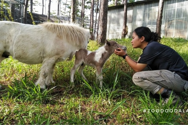 Sở Thú Zoodoo